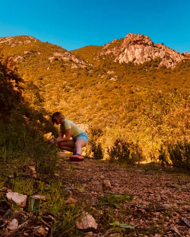 Mon jardin de beauté sauvage.🌿
Il y a des lieux qui invitent à la méditation et au retour au calme. En dehors de mon espace de soins, pour moi, c’est juste là que ça se passe. Entre ces lavandes, immortelles, inules, plantain, bruyères, cistes,…

Les ballades et cueillettes reprennent pour mon plus grand bonheur. Même en pseudo-posture de Skandasana 😅, ce lieu magique me permet de créer des soins entièrement naturels à partir de ce que je cueille…

Belle et lumineuse semaine.🫶

#soinsauxplantes #soinsbotaniques #soinsfloraux #facialiste #facialistecorse #beauteengagee