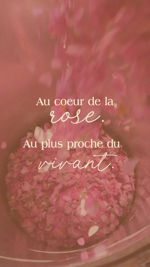J’ai eu la chance de participer à la cueillette et à la distillation de roses auprès de @essencesnaturellescorses . Un moment suspendu, profondément ancré dans la terre et le vivant.

Être là, au lever du jour, les mains dans les pétales fraîchement ouverts… c’est renouer avec le rythme des saisons, avec l’essence même de cette plante que j’utilise dans mes soins. Observer, écouter, sentir, ressentir — pour comprendre intimement ce que la nature nous offre. Pour mieux l’honorer. Pour mieux vous le transmettre.

Bien que les vertus de cette plante d’Amour connectée aux émotions, n’avaient plus de secret pour moi, ce lien direct avec les artisans distillateurs et avec la plante dans son élément est fondamental. Il nourrit mes rituels, donne du sens à chacun de mes gestes en soin et apporte une profondeur unique à mes préparations botaniques.

✨ Parce qu’un soin commence bien avant de toucher votre peau : il prend racine dans la Terre.

Un merci tout spécial à Sophia @essencesnaturellescorses pour ton temps, ta disponibilité et ces belles collaborations.🫶

#soinsauxplantes 
#soinsholistiques 
#facialiste 
#facialistecorse 
#soinsconscients 
#soinsengagés 
#distillation
#rose 
#beauteengagee