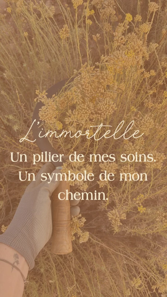 Il y a des rencontres qui marquent une vie. La mienne avec l’immortelle fut de celles-là.

L’immortelle, c’est bien plus qu’un parfum miellé et envoûtant, bien plus qu’une plante jaune que l’on croise sur nos sentiers d’été. Elle répare la peau en profondeur, ultra-régénérante, elle est anti-rides et ridules, apaise les inflammations, atténue les bleus du corps et de l’âme. Mais surtout, elle agit énergétiquement sur les blessures anciennes, réconforte, aide à libérer les émotions enfouies. C’est une plante du pardon, de la régénération, du retour à soi.

Elle m’a appris à ralentir. À (m’)écouter. À faire confiance à la puissance du vivant. Elle m’a appris la patience, la présence. Elle est devenue un pilier de mes soins, un symbole de mon chemin.

Il y a quelques jours, je vivais la cueillette. À l’aube, au cœur du maquis, j’étais là, les mains dans les plantes, le souffle calme, enveloppée par le parfum chaud et puissant de cette fleur solaire. 
Et puis vient le moment de la distillation… Une alchimie magique. Une lente métamorphose du végétal en élixir. Un véritable rituel, entre science et sacré.

Vivre ces moments au plus proche de la plante et de ce qui compose mes soins, c’est la plus riche des formations en immersion, le meilleur moyen d’affiner mes intentions.

Ces beaux moments de passion, je les dois à Sandrina @instadinina . Après le tourbillon joyeux du festival Creazione @creazionebastia, place aux réveils merveilleux pour cueillettes matinales. Deux salles, deux ambiances, une même vibration: celle de la beauté authentique, de la transmission & de la puissance des plantes.

#facialistecorse 
#facialiste 
#soinsconscients 
#soinsauxplantes 
#beauteengagee 
#soinsholistiques 
#facemassage 
#slowcosmetique 
#cueillette 
#distillation
#murza
#immortelle